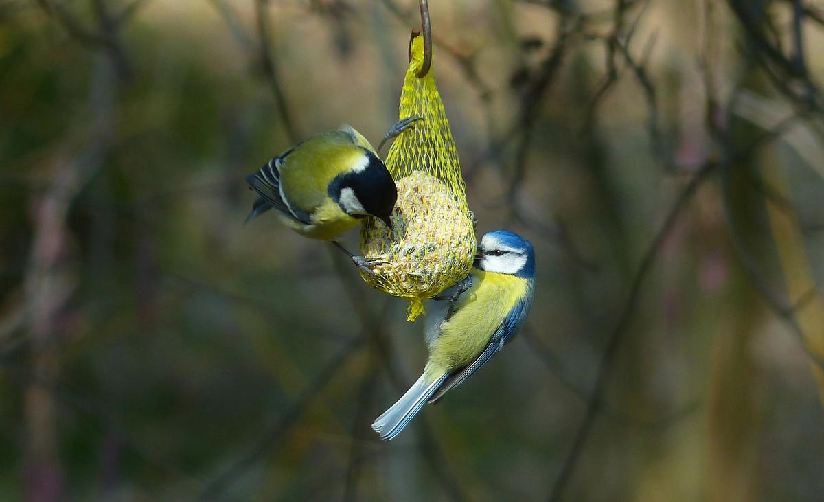 Winterfütterung Vögel