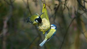 Winterfütterung Vögel - Foto: Hans / pixabay