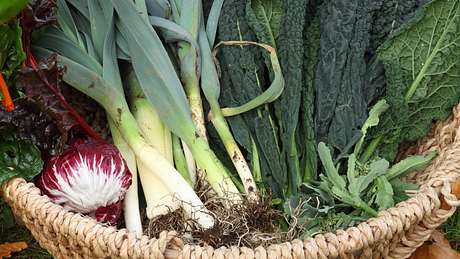 Wintergemüse ernten - Foto: iStock / hmproudlove