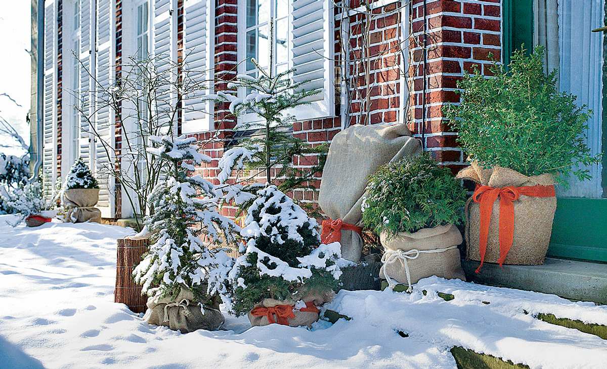 winterharte Kübelpflanzen im Schnee