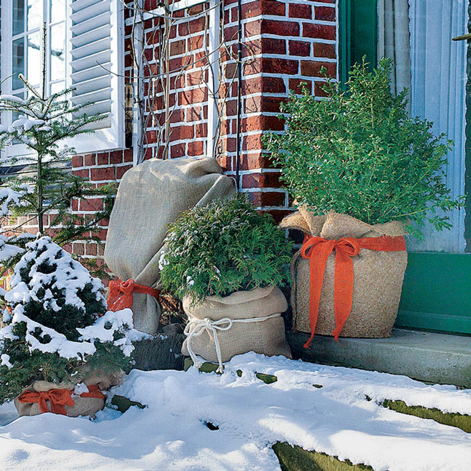 Kbelpflanzen winterhart | Selbst