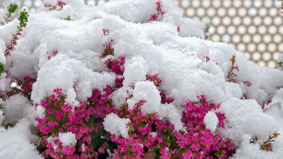 Balkonpflanzen winterhart - Foto: iStock/Ibrix