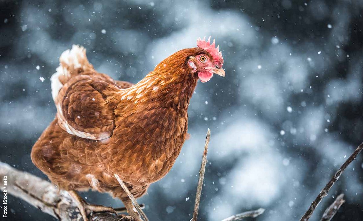 Huhn auf einem Ast im Schnee