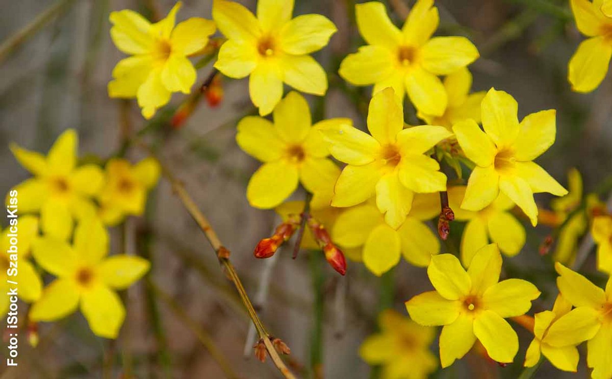 Winterjasmin mit gelbe Blüten