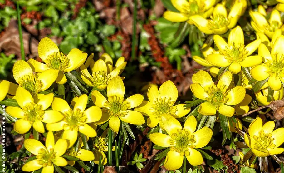 Gelbe Winterlinge