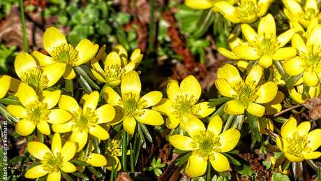 Winterlinge pflanzen, pflegen & vermehren - Foto: iStock / Barbara Reichardt