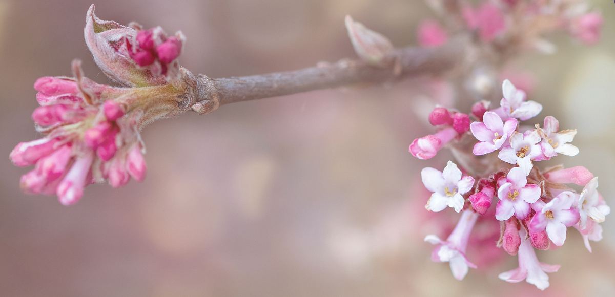 Winterschneeball: Bodnant-Schneeball (Viburnum×bodnantense)