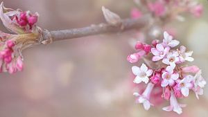 Winterschneeball: Bodnant-Schneeball (Viburnum×bodnantense) - Foto: AdobeStock / Sonja Birkelbach