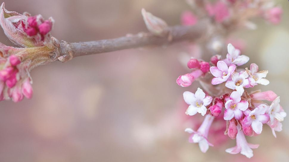 Winterschneeball: Bodnant-Schneeball (Viburnum×bodnantense) - Foto: AdobeStock / Sonja Birkelbach