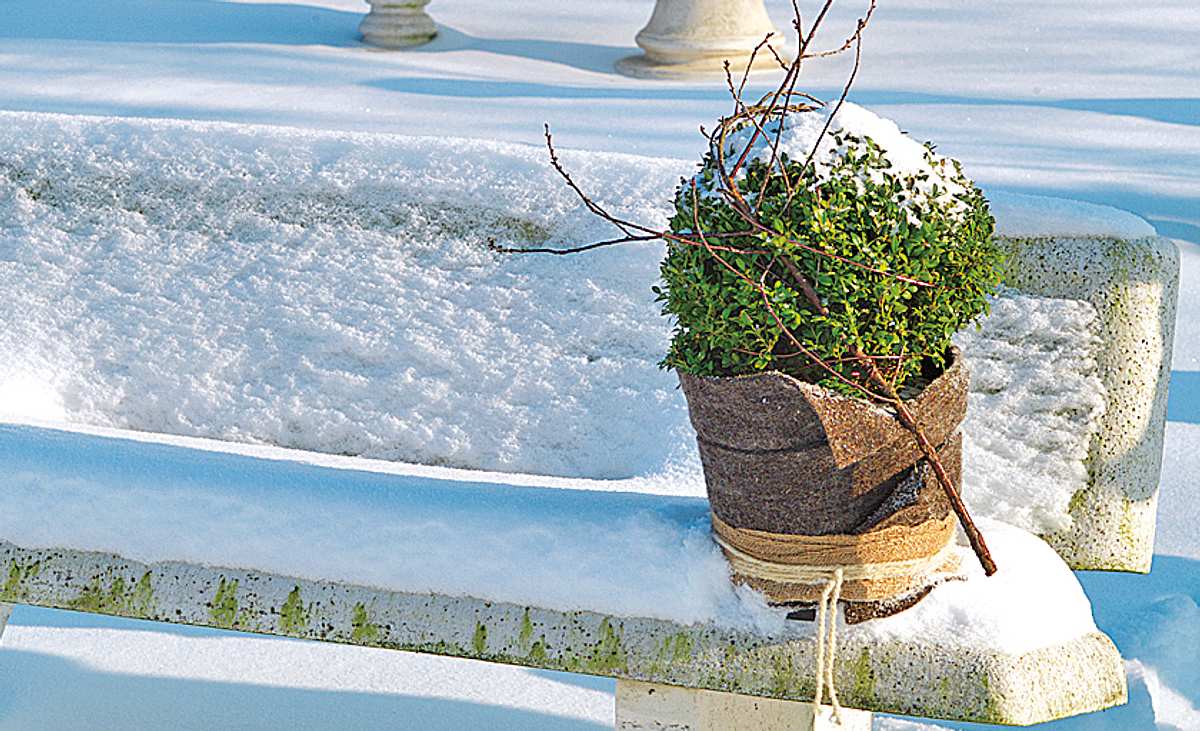 Jute als Frostschutz für Kübelpflanzen