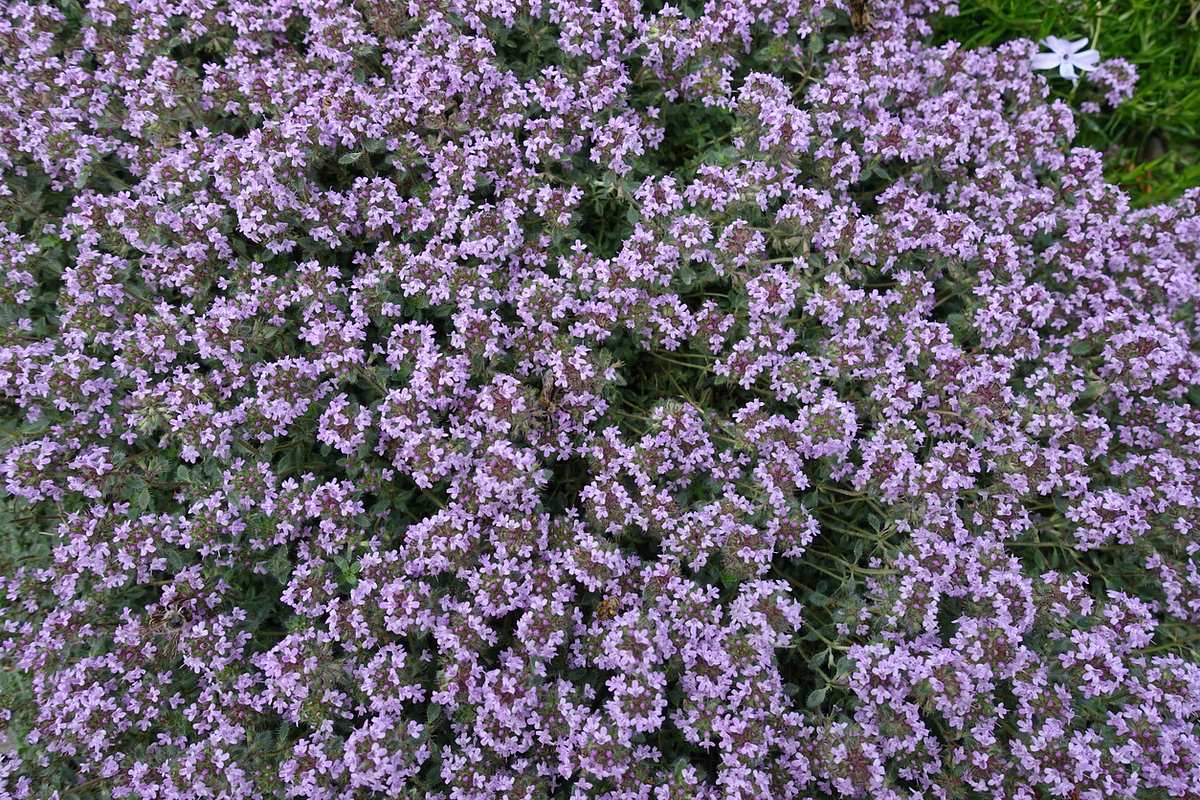 Wolliger Thymian (Thymus pseudolanuginosus) von oben fotografiert, dichter Teppich vieler lila Blüten