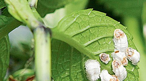 Wollläuse an der Hortensie: Schnell und effektiv bekämpfen