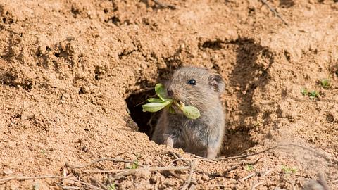 Wühlmäuse vertreiben - Foto: iStock/Gerdzhikov