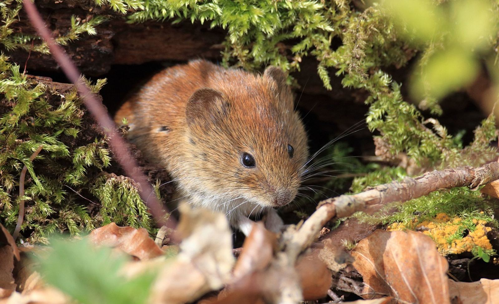 Whlmausgift: Anwendung und tierfreundliche Alternativen | Selbst