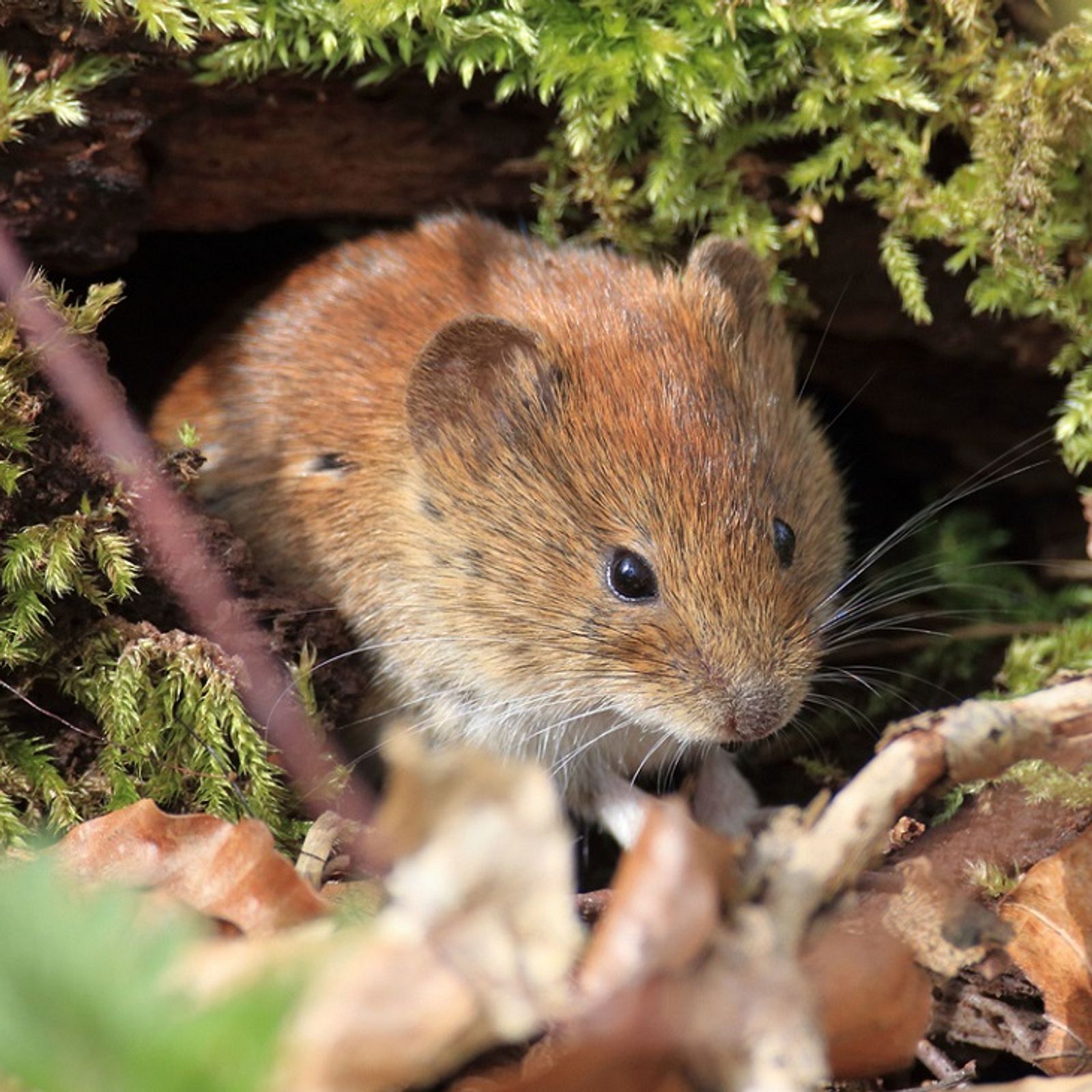 Whlmausgift: Anwendung und tierfreundliche Alternativen | Selbst