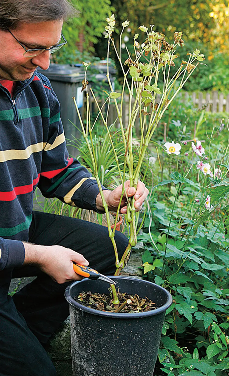 Wunderblume säen und pflegen Säen