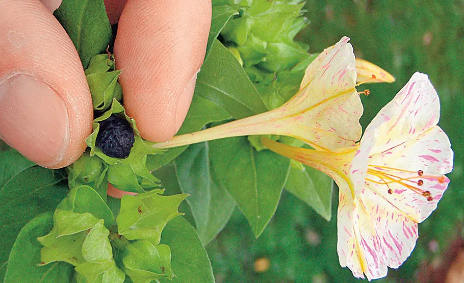 Wunderblume säen und pflegen Mirabilis jalapa
