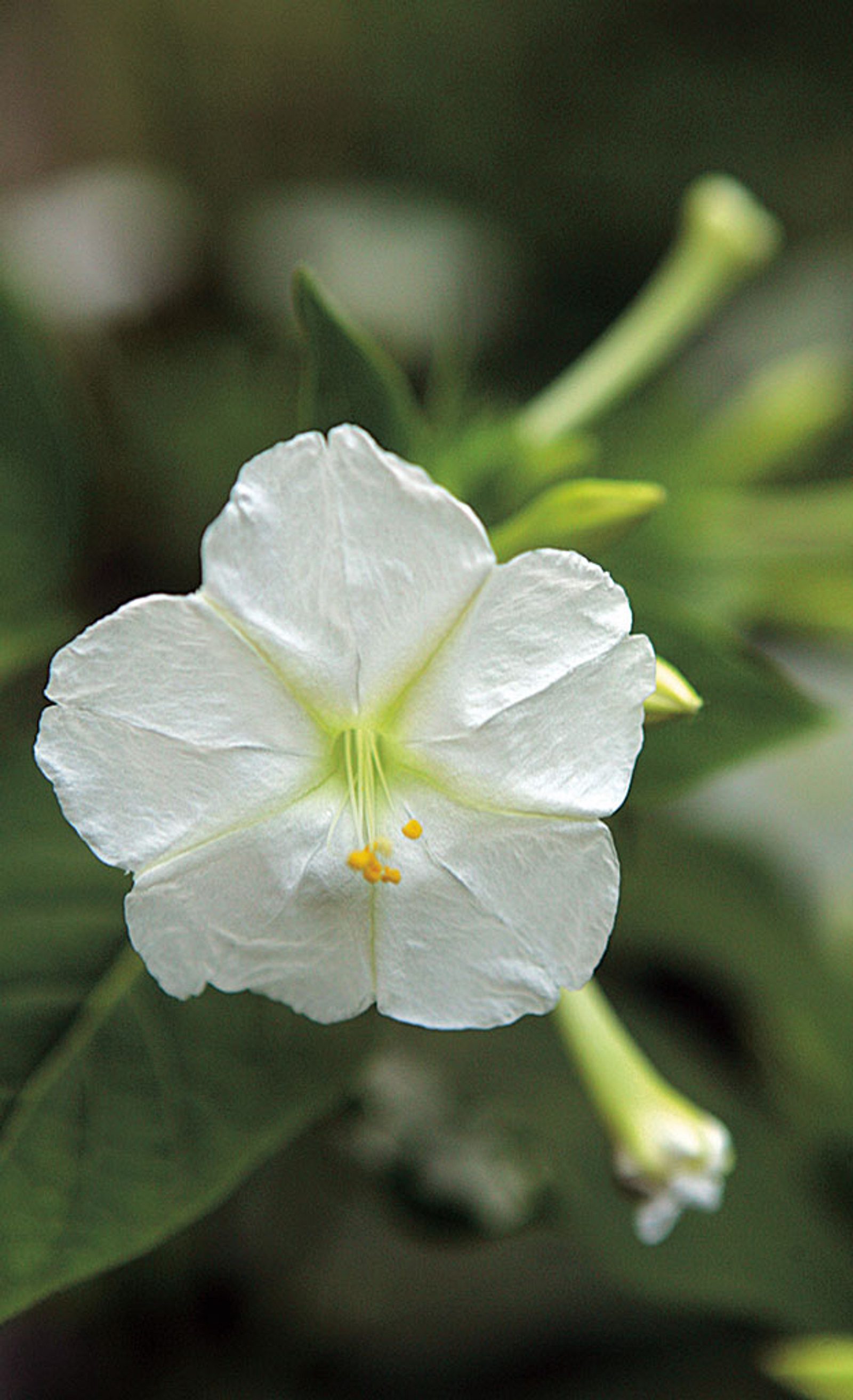 Wunderblume pflegen | Selbst