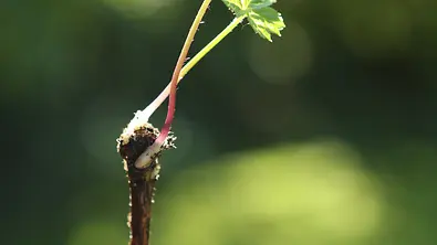 Wurzelschnittlinge