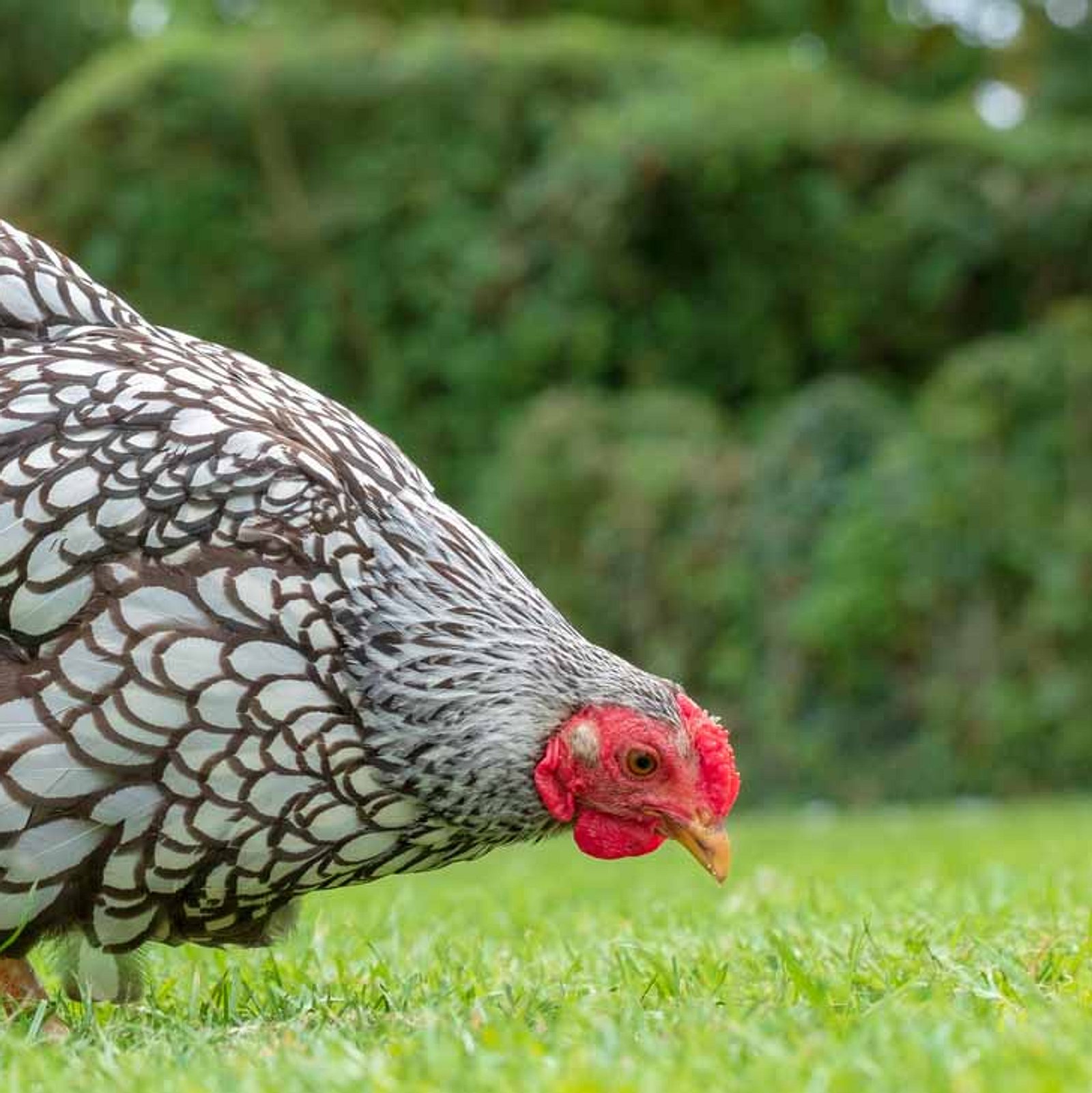 Welche Hhnerrasse eignet sich fr den Garten? | Selbst