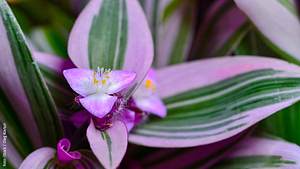 Blüten am Zebrakraut - Foto: iStock / Oleg Kovtun