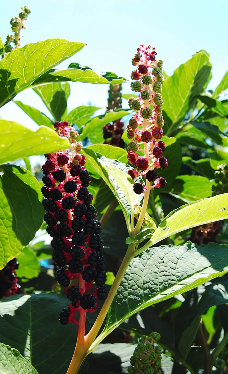 Beeren der Kermesbeere Beeren an Giftpflanzen