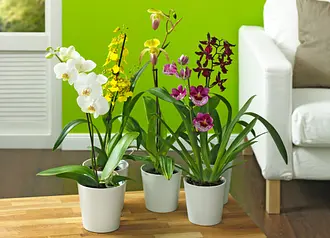 allium saatgut Schnittlauch Gonzales Saatgut – Küchenkräuter