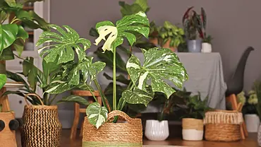 Monstera in einem dekorativen Korb, dahinter weitere Körbe und Pflanzen - Foto: iStock / Firn Monstera in einem dekorativen Korb, dahinter weitere Körbe und Pflanzen - Foto: iStock / Firn