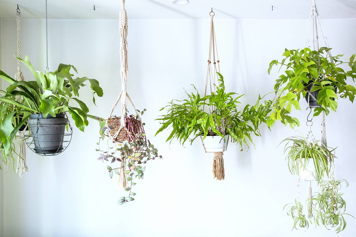 Vier Pflanzen in Blumenampeln und Makramee hängen von der Decke