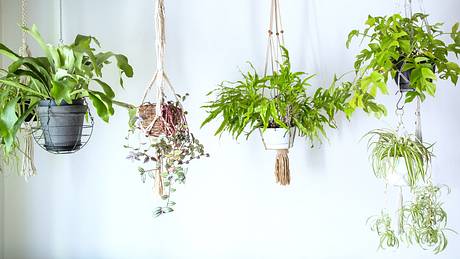 Vier Pflanzen in Blumenampeln und Makramee hängen von der Decke - Foto: iStock / indigo making studio