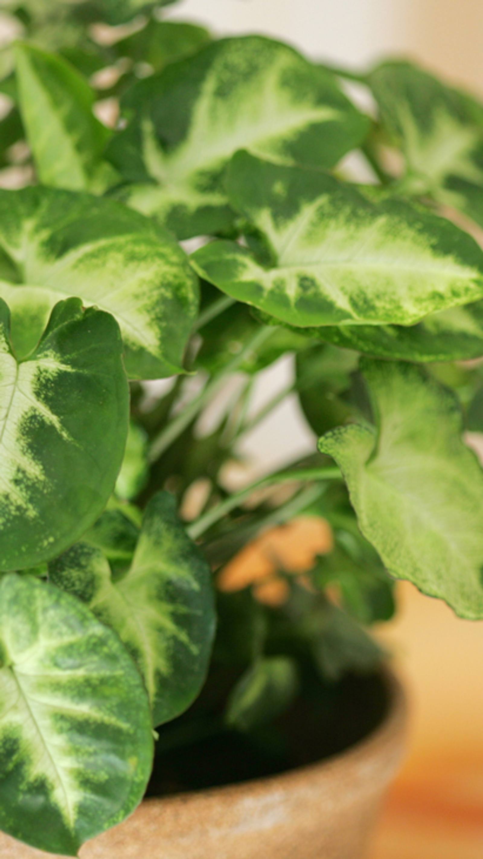 euphorbia ingens marmorata variegata Euphorbia ingens Variegata (Variegated Candelabra Tree) – Happy Houseplants main image 1