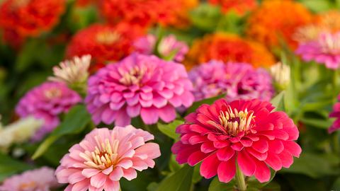 Zinnien in verschiedenen Farben - Foto: iStock / glennimage