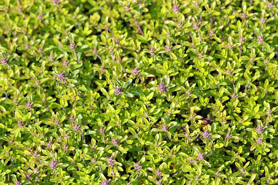 Zitronen-Thymian (Thymus x citriodorus) Aufnahme von oben vieler kleiner Zitronen-Thymian-Pflanzen mit gelb-grünen, länglichen Blättern und lila Knospen.