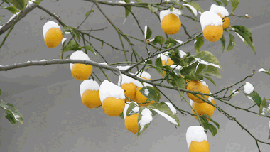 Zitronenbaum im Schnee - Foto: alexandr6868 / iStock