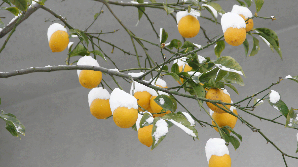 Zitronenbaum überwintern   selbst.de