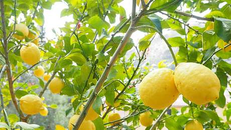 Zitronenbaum mit Zitronen - Foto: Hans / Pixabay