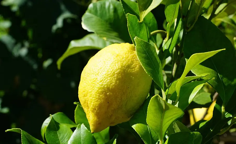 Zitronenbaum in der Sonne