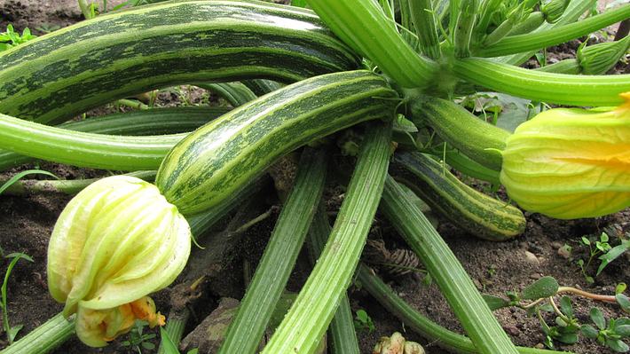 Zucchini pflanzen - Foto: Annamartha / pixelio.de