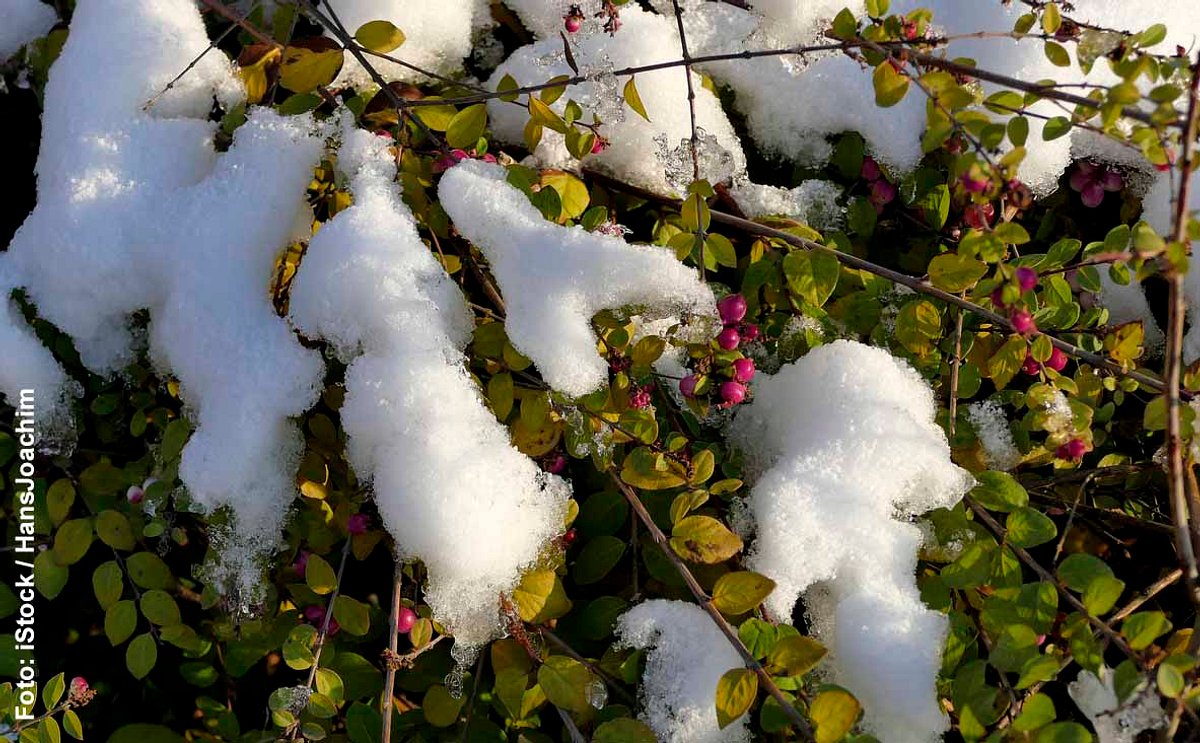 Zwergmispel im Schnee